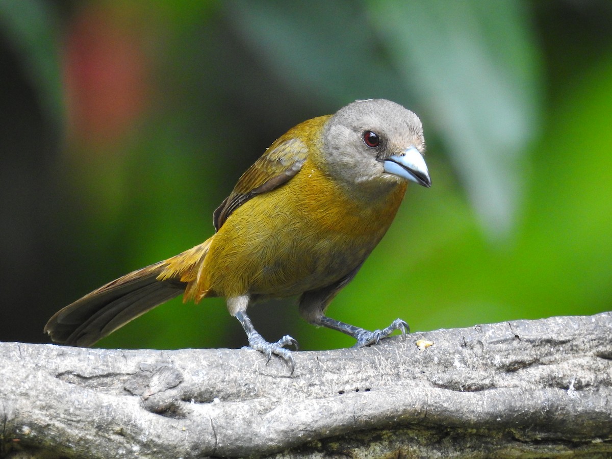 Scarlet-rumped Tanager - ML620431302