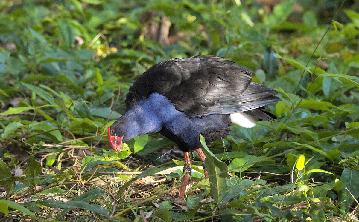 Australasian Swamphen - ML620431303