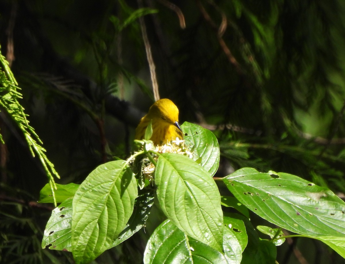 Paruline jaune - ML620431305