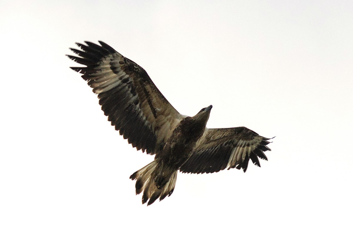 Wedge-tailed Eagle - ML620431306