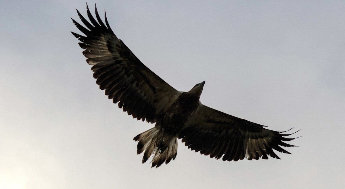 Wedge-tailed Eagle - ML620431307