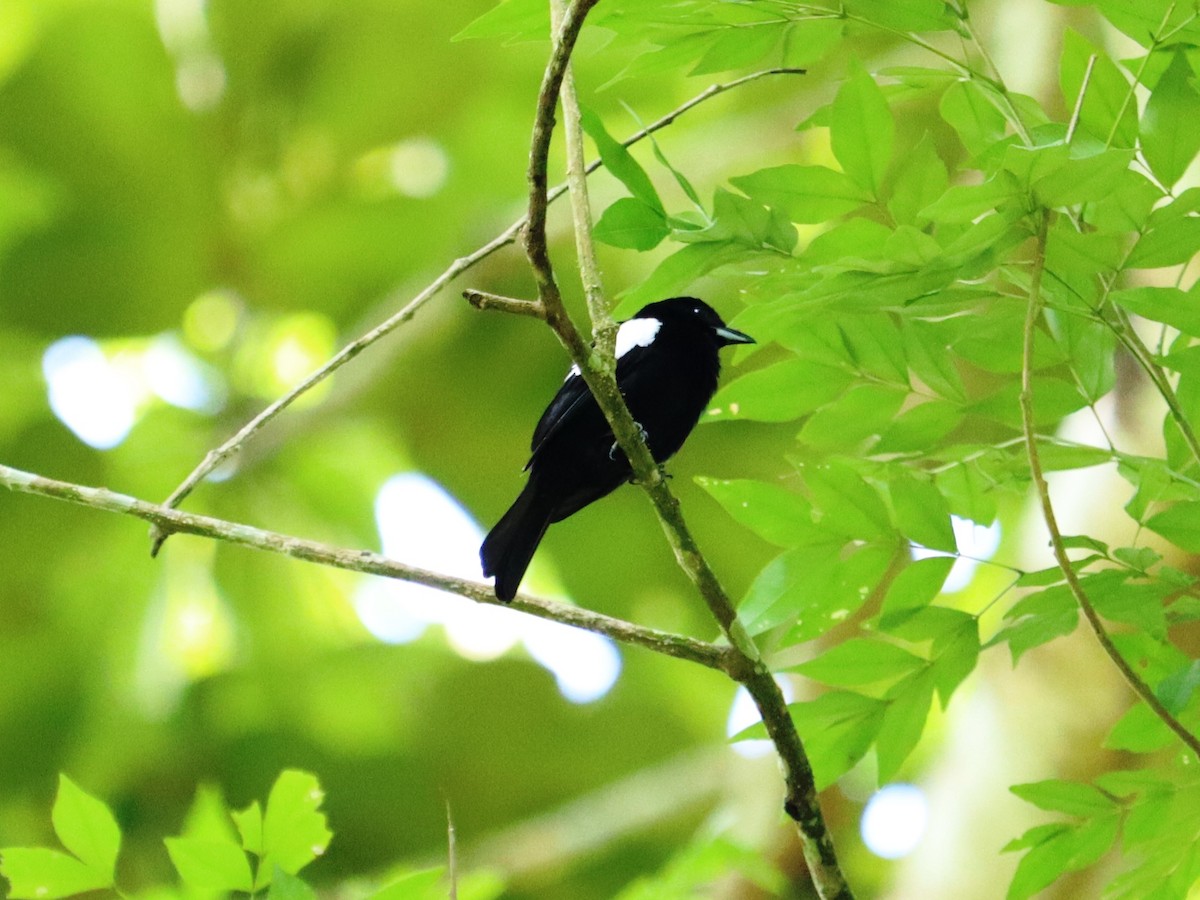 White-shouldered Tanager - ML620431309