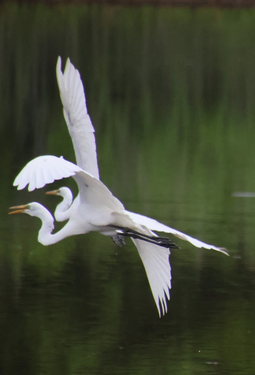 Great Egret - ML620431311