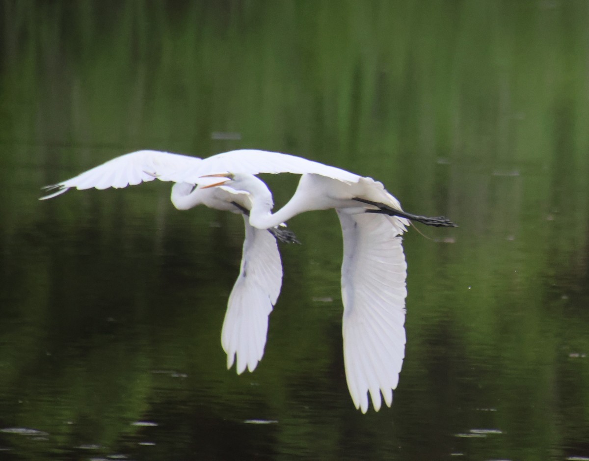 Great Egret - ML620431312