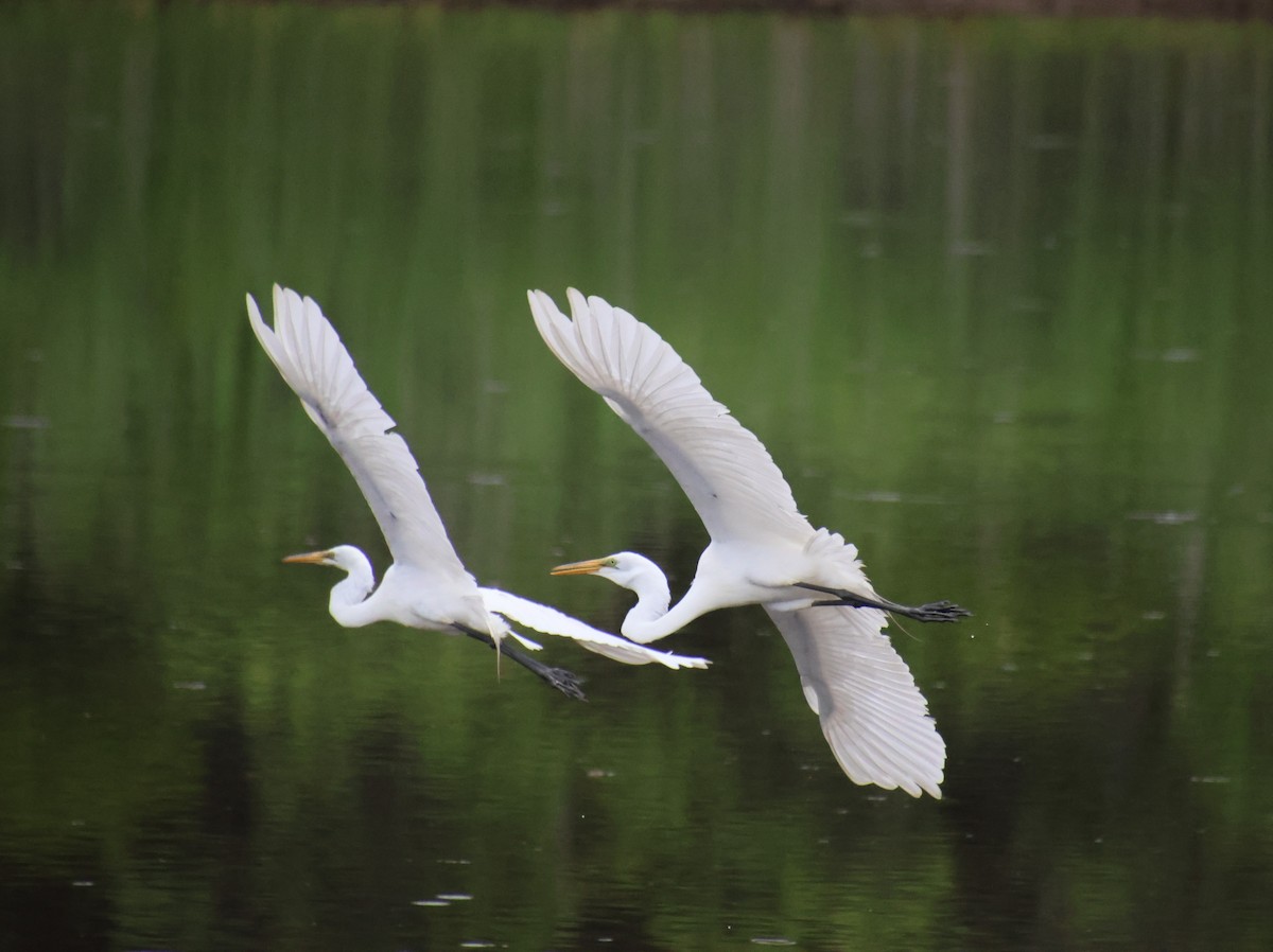 Great Egret - ML620431313