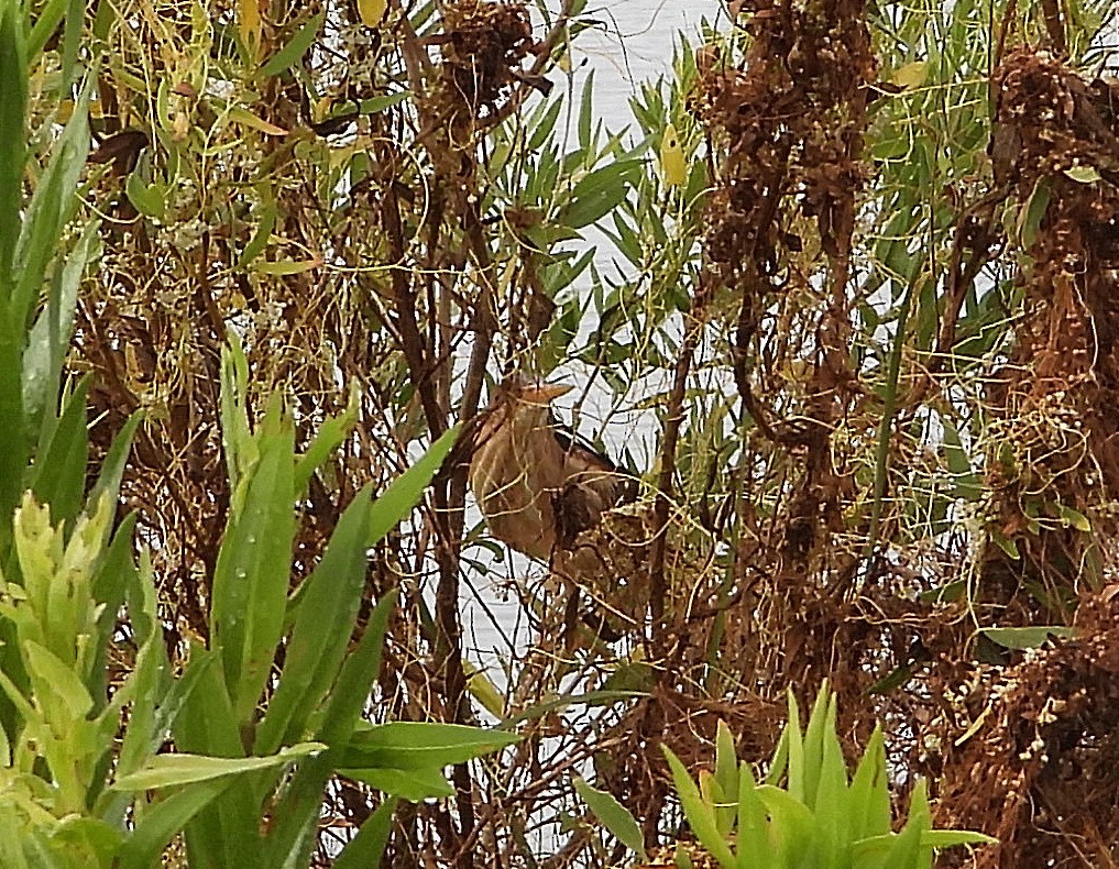 Least Bittern - ML620431314