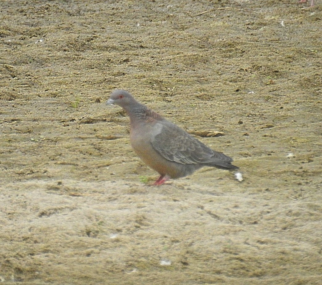 Picazuro Pigeon - ML620431315