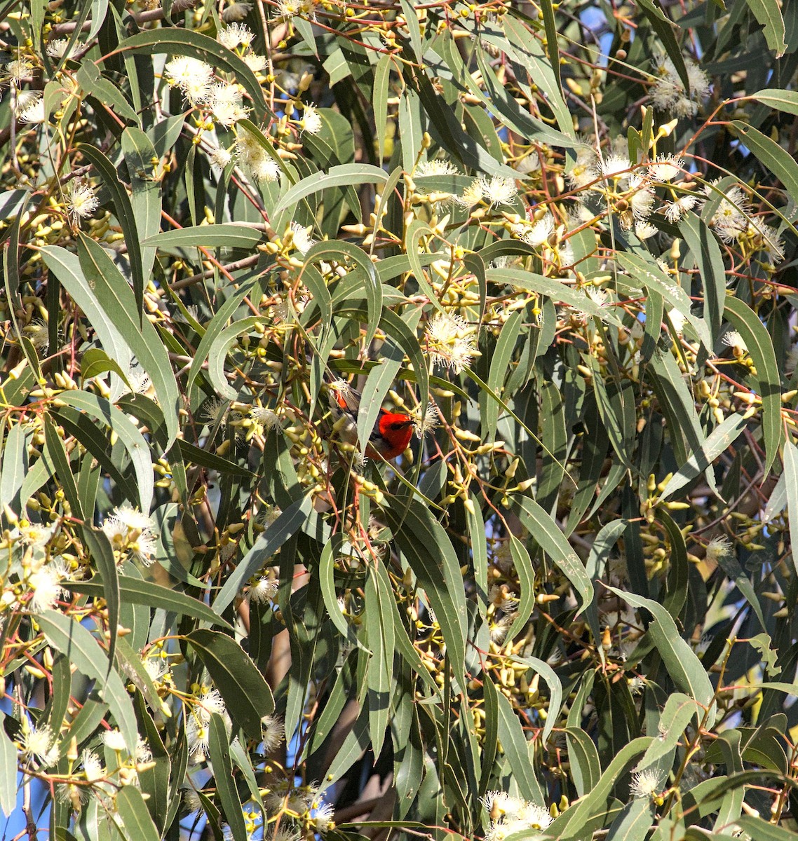 Mielero Escarlata - ML620431316