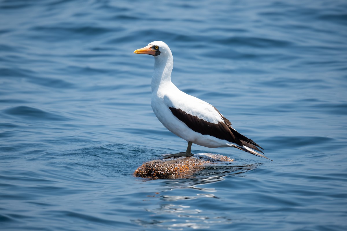 Nazca Booby - ML620431319