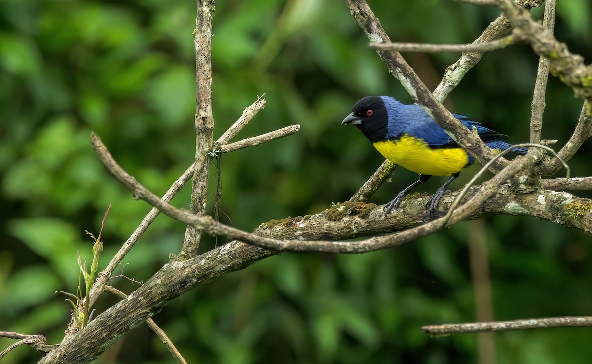 Hooded Mountain Tanager - ML620431321