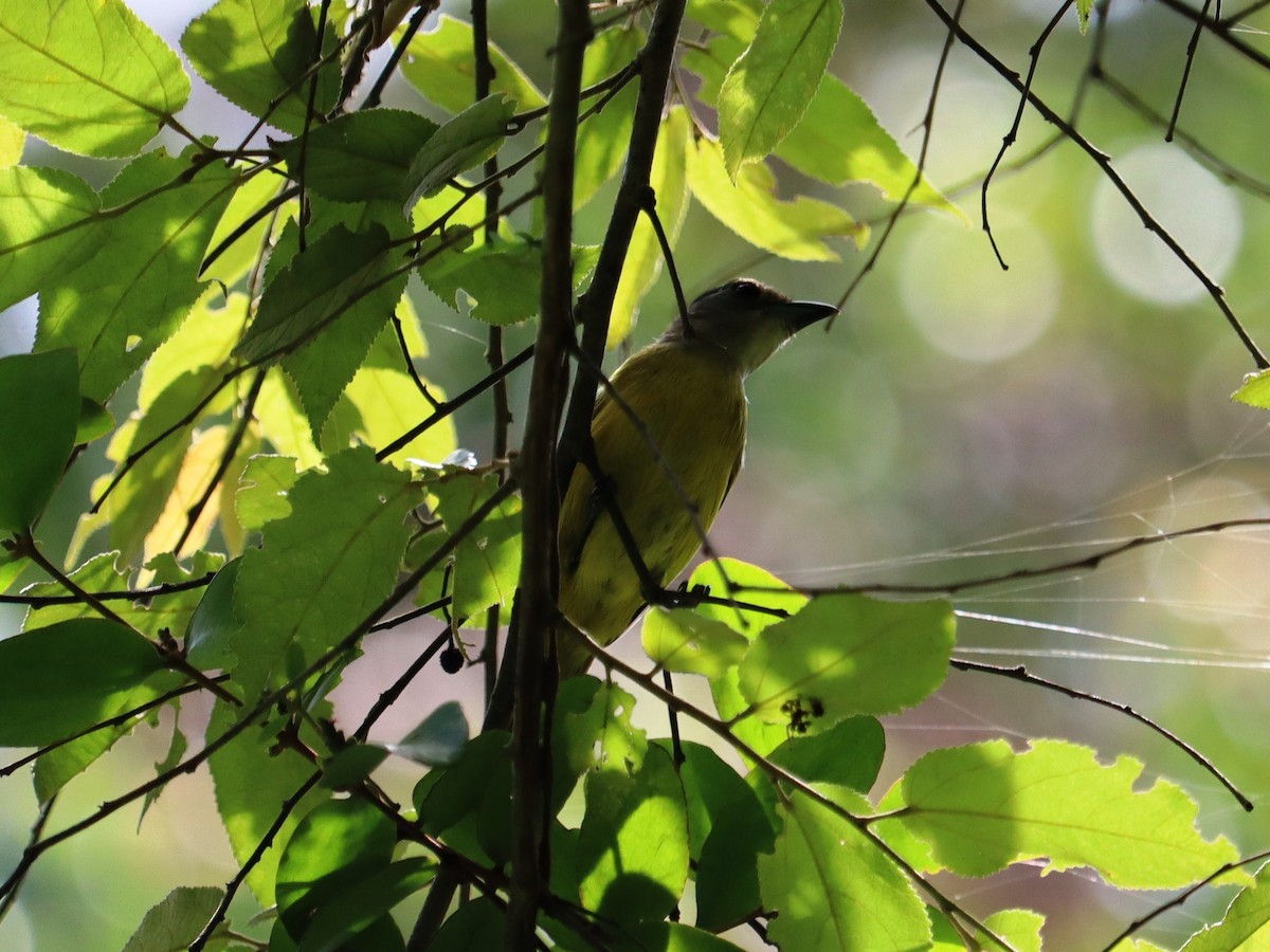 White-shouldered Tanager - Cynthia Tercero