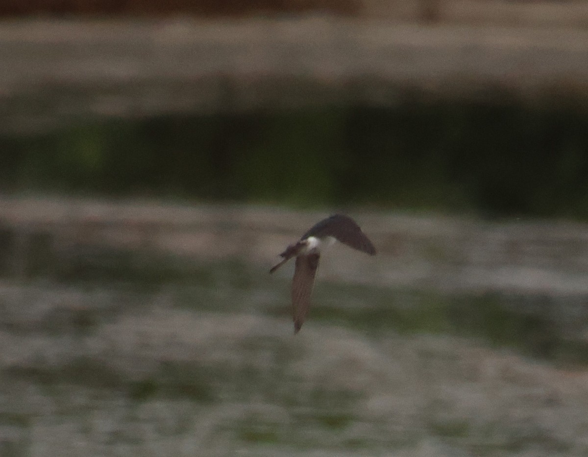 Tree Swallow - ML620431327