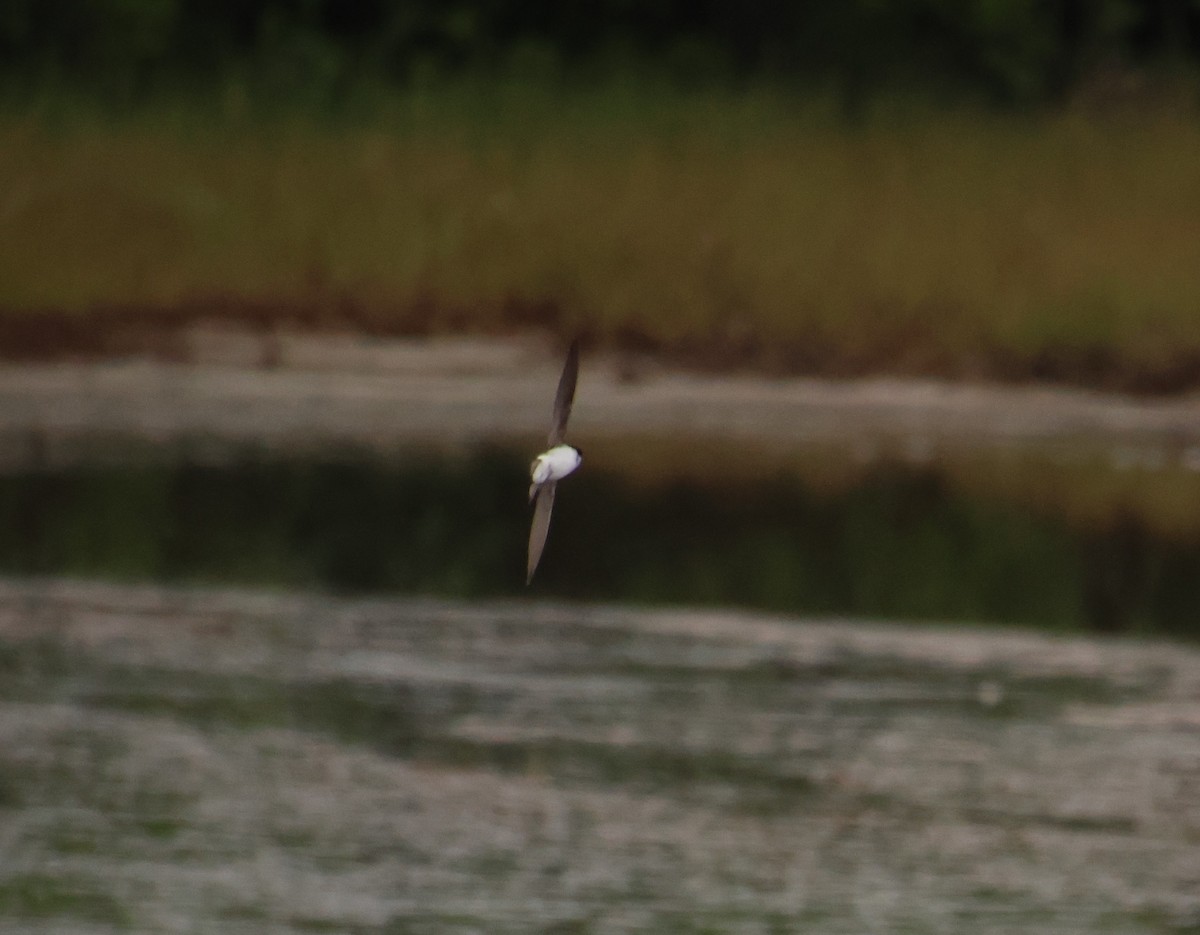 Tree Swallow - ML620431328