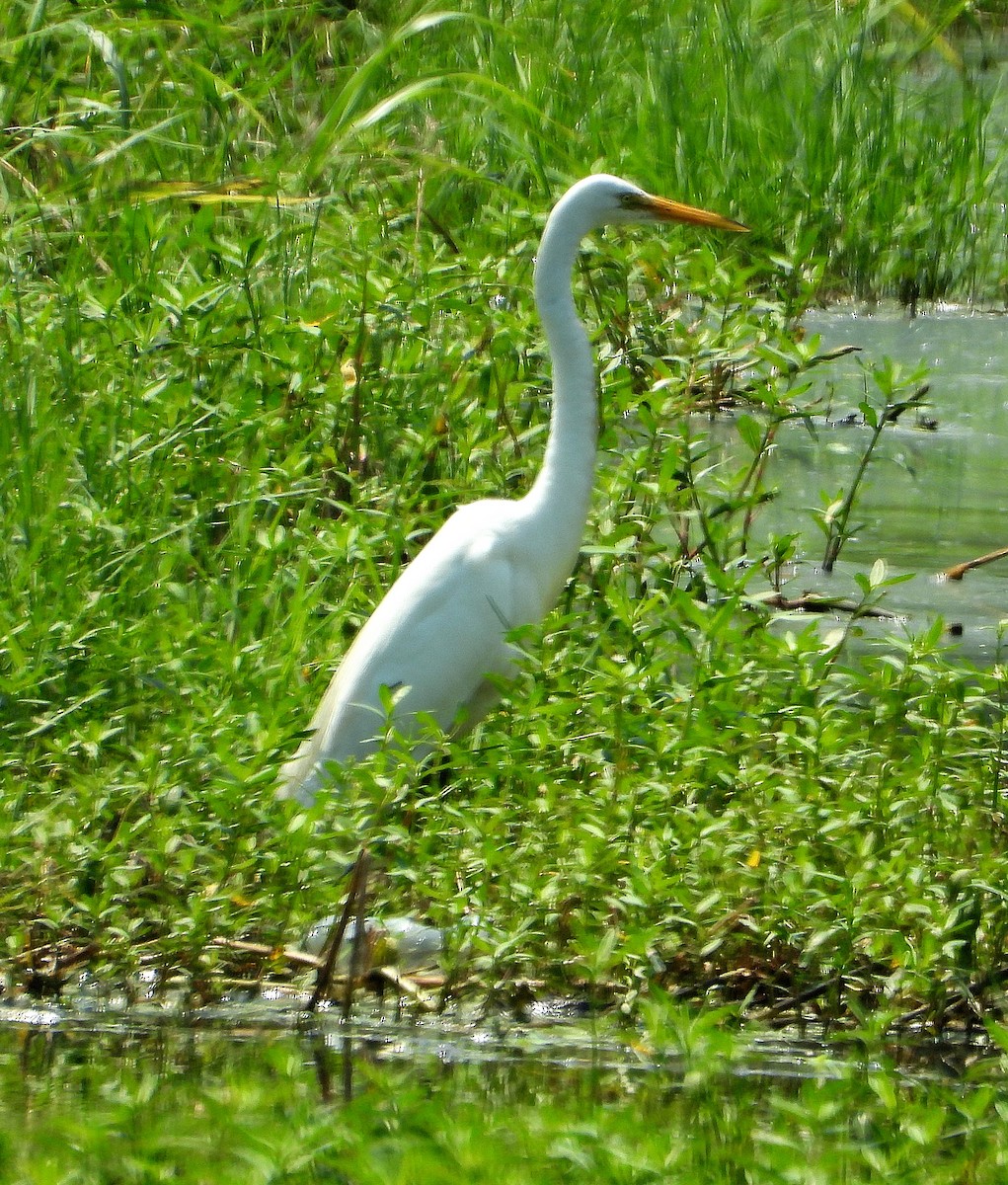 Great Egret - ML620431330