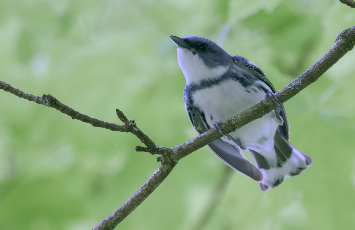 Cerulean Warbler - ML620431331