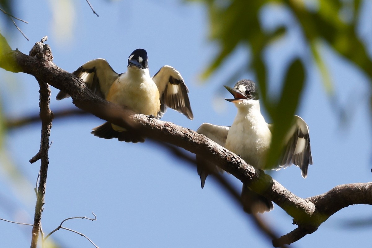 Forest Kingfisher - ML620431332