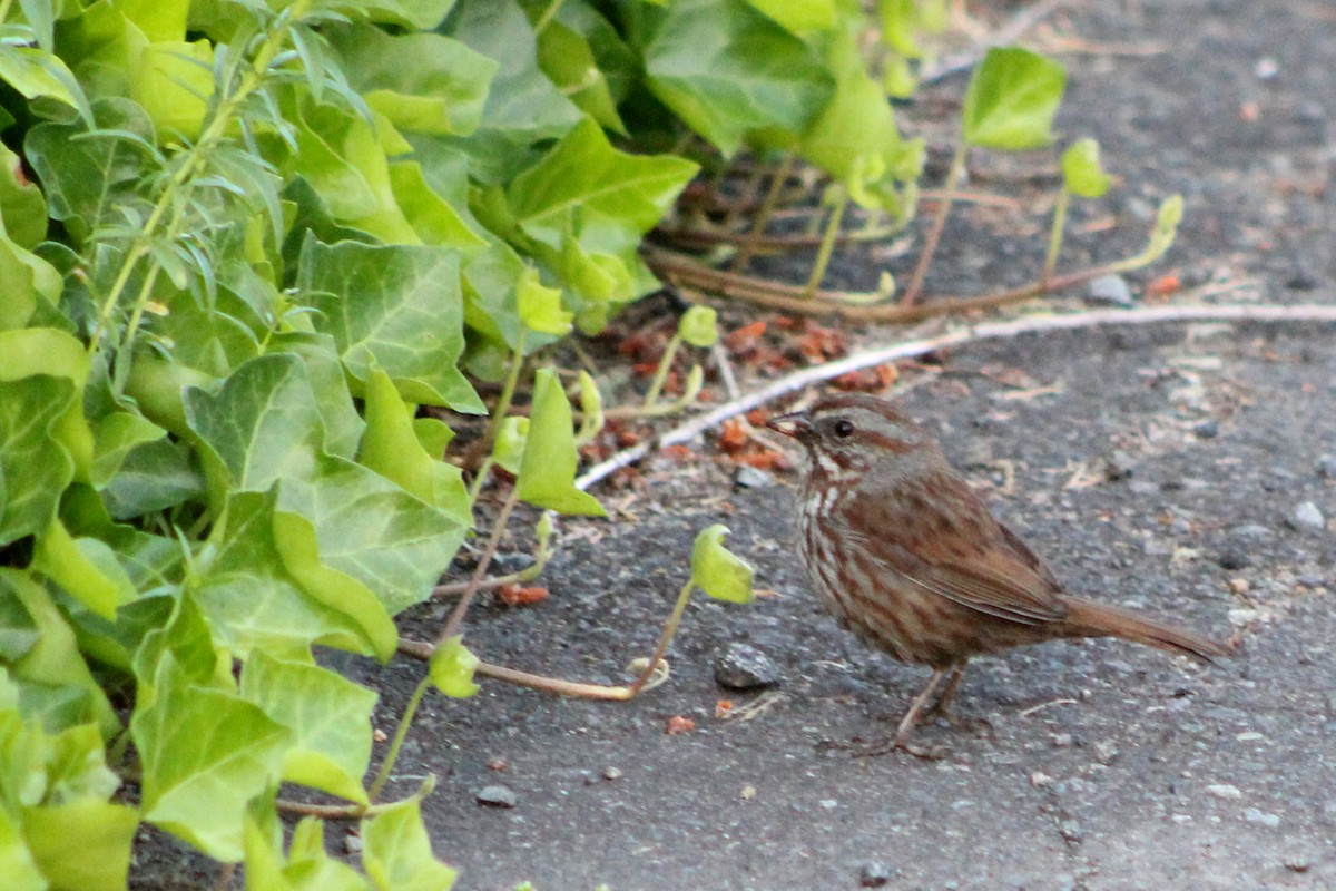 Song Sparrow - ML620431336