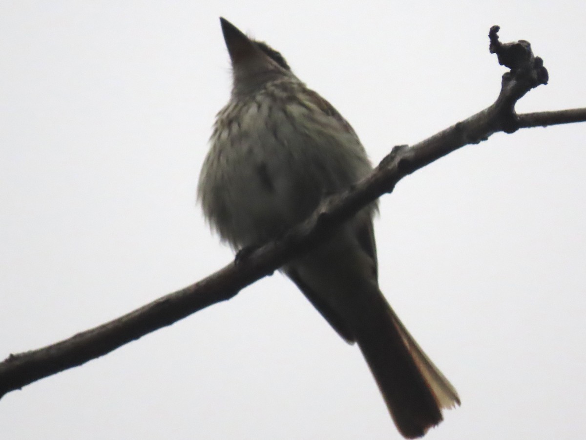 Streaked Flycatcher - ML620431341