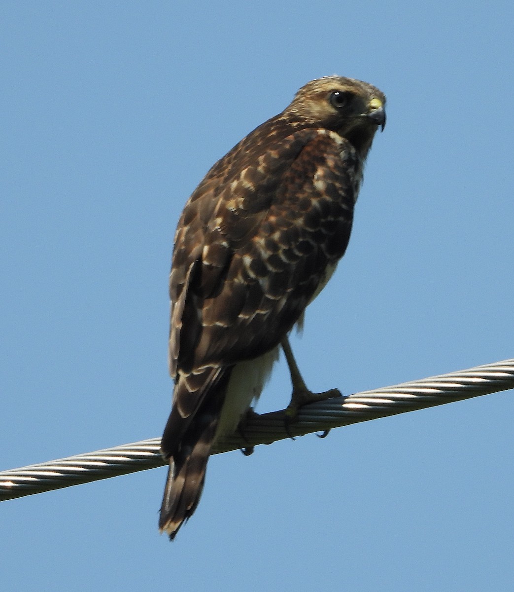 Red-shouldered Hawk - ML620431342