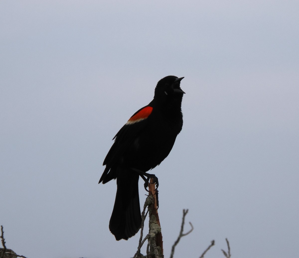 Red-winged Blackbird - ML620431346