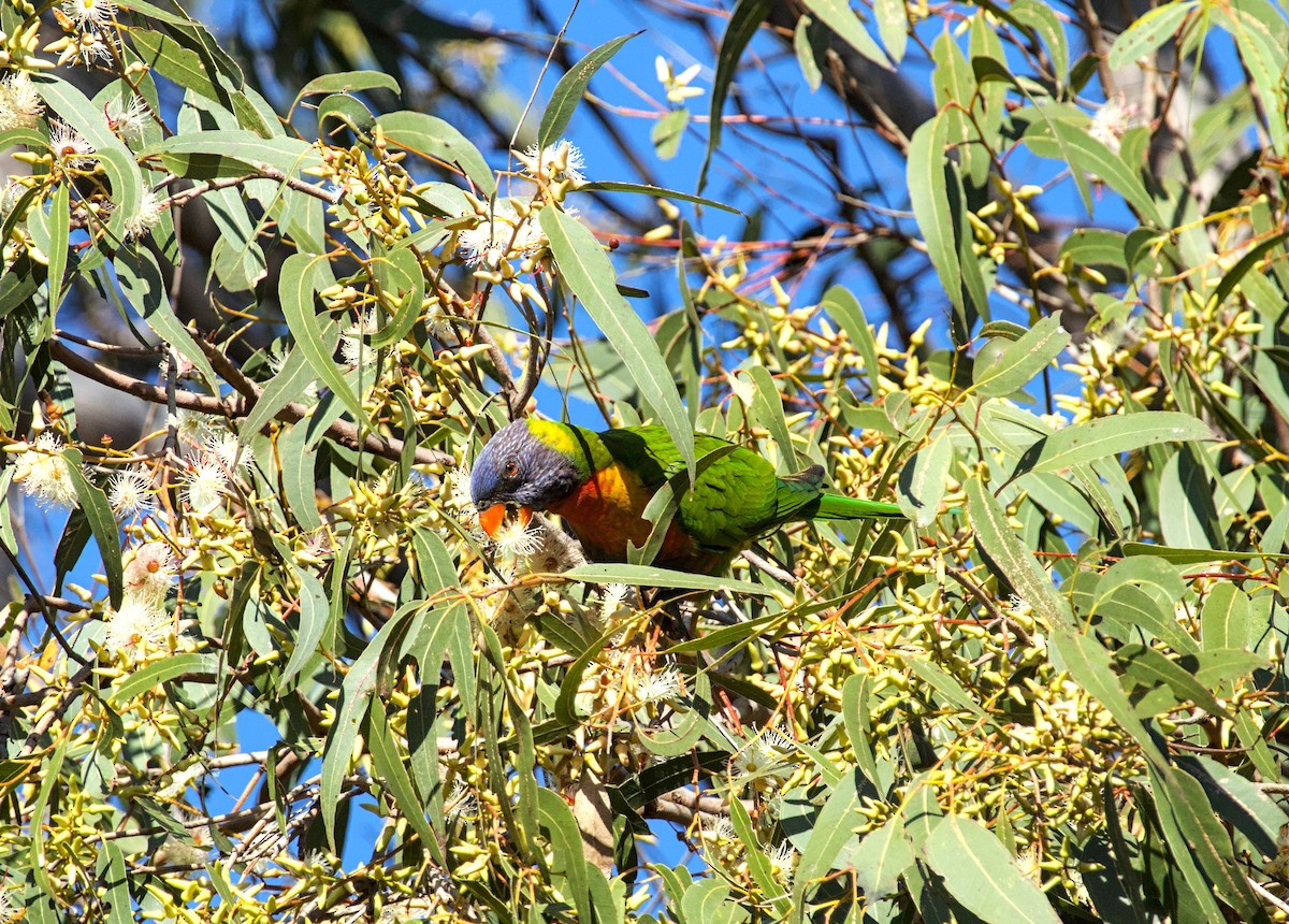 Rainbow Lorikeet - ML620431347