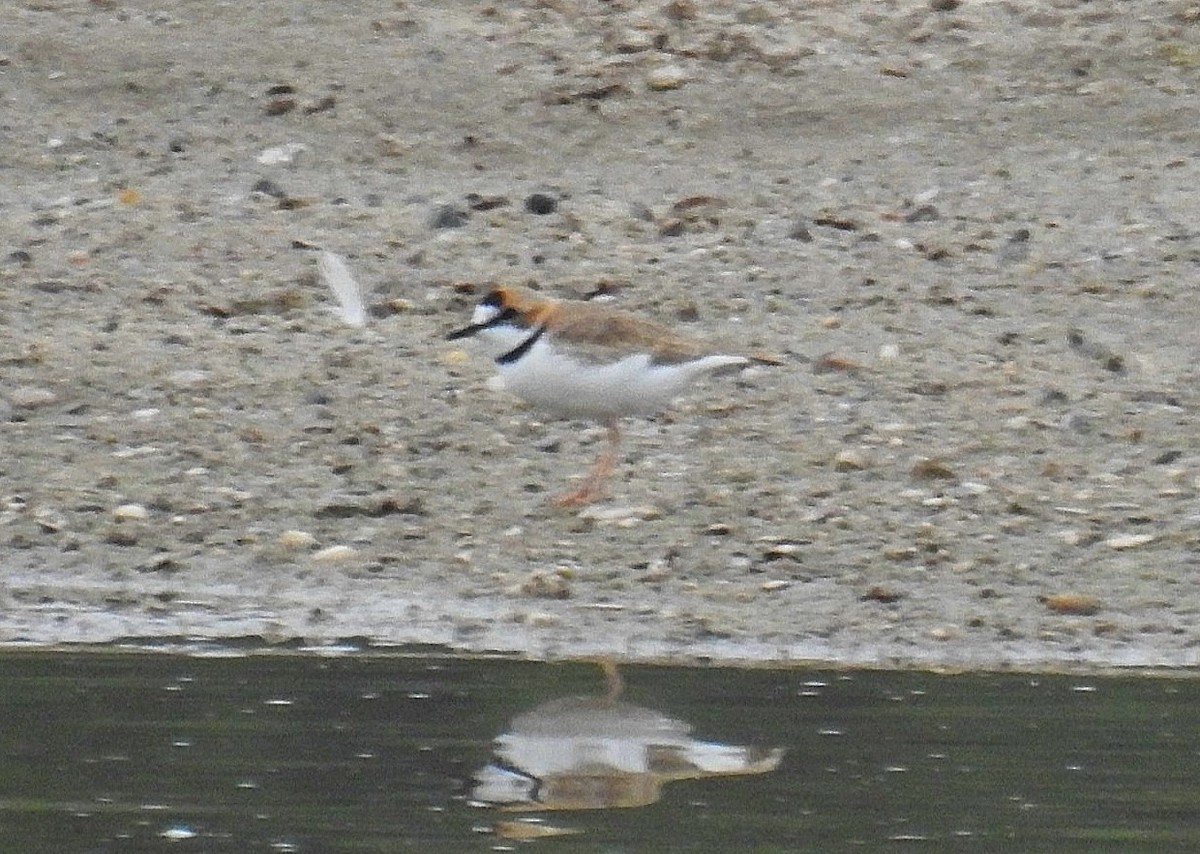 Collared Plover - ML620431354