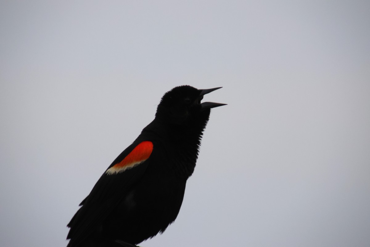 Red-winged Blackbird - ML620431355