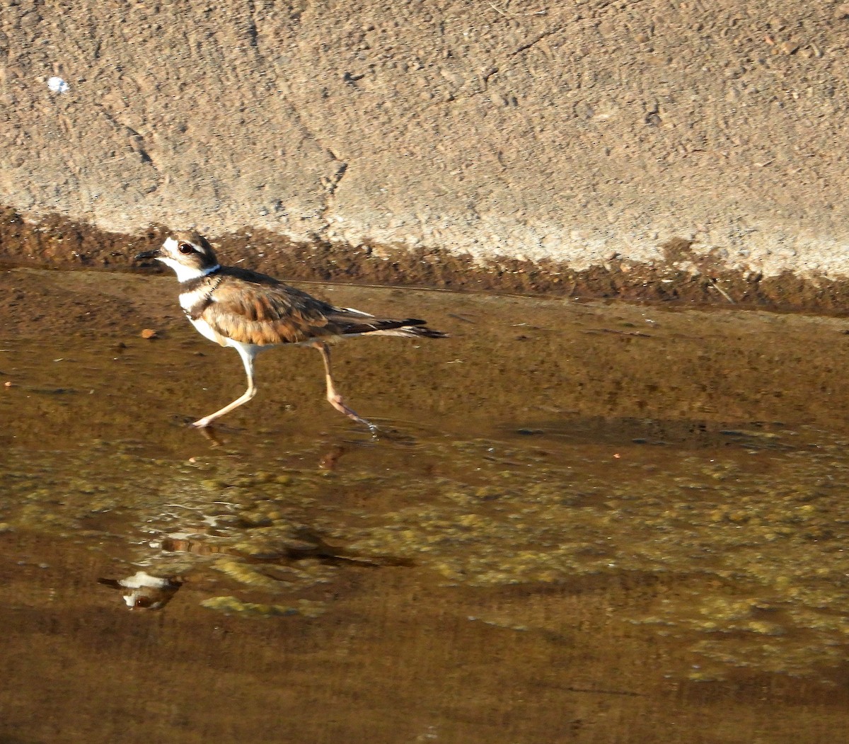 Killdeer - ML620431359