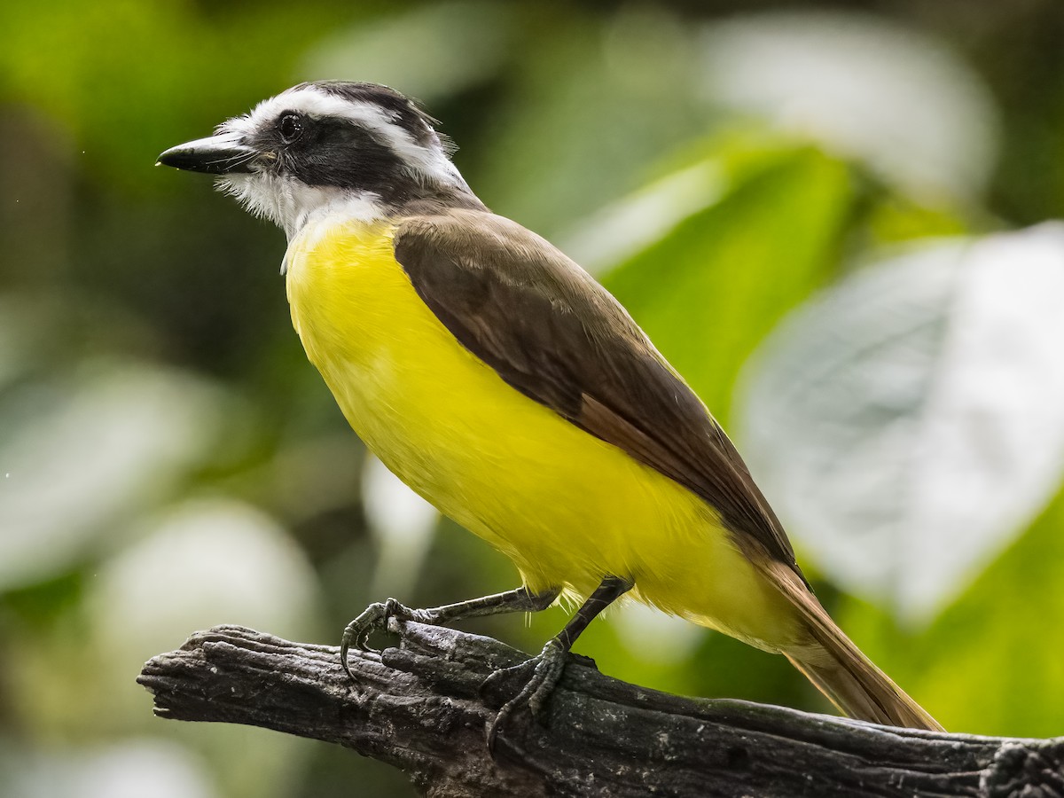 Great Kiskadee - ML620431360