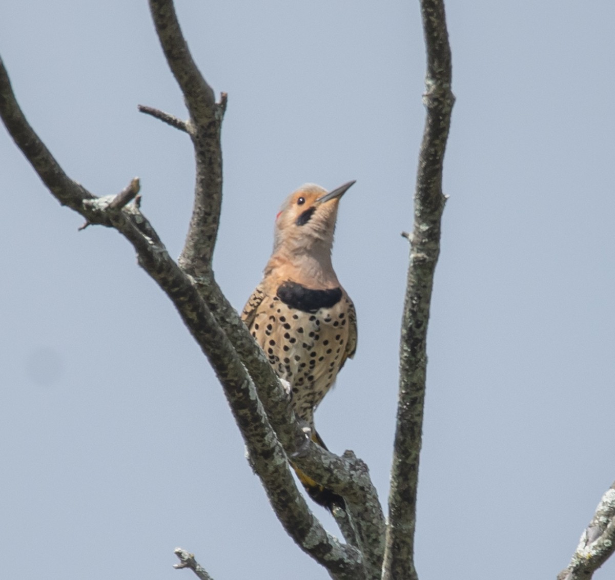 Northern Flicker - Hin Ki  & Queenie  Pong