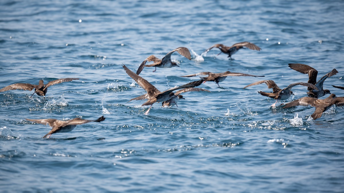 Wedge-tailed Shearwater - ML620431368