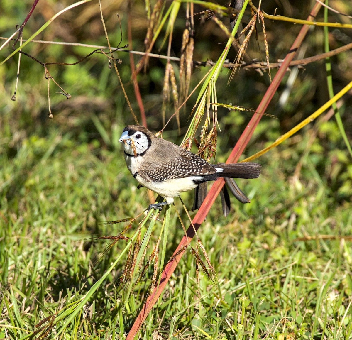 Double-barred Finch - ML620431371