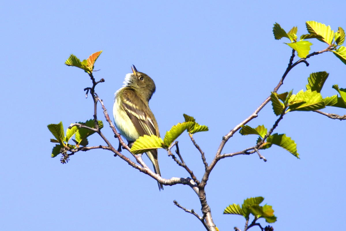 Alder Flycatcher - ML620431373