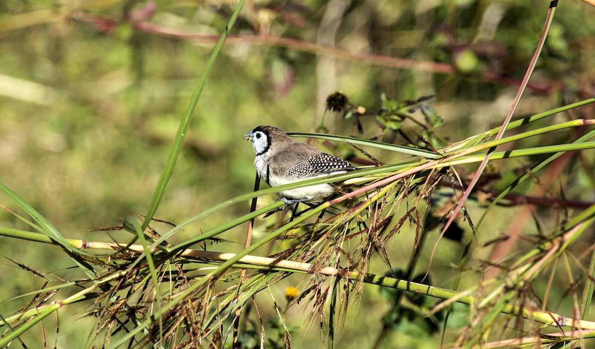 Double-barred Finch - ML620431377