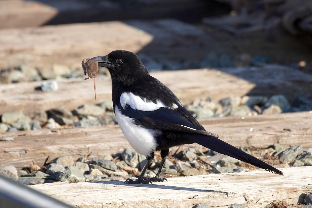 Black-billed Magpie - ML620431379