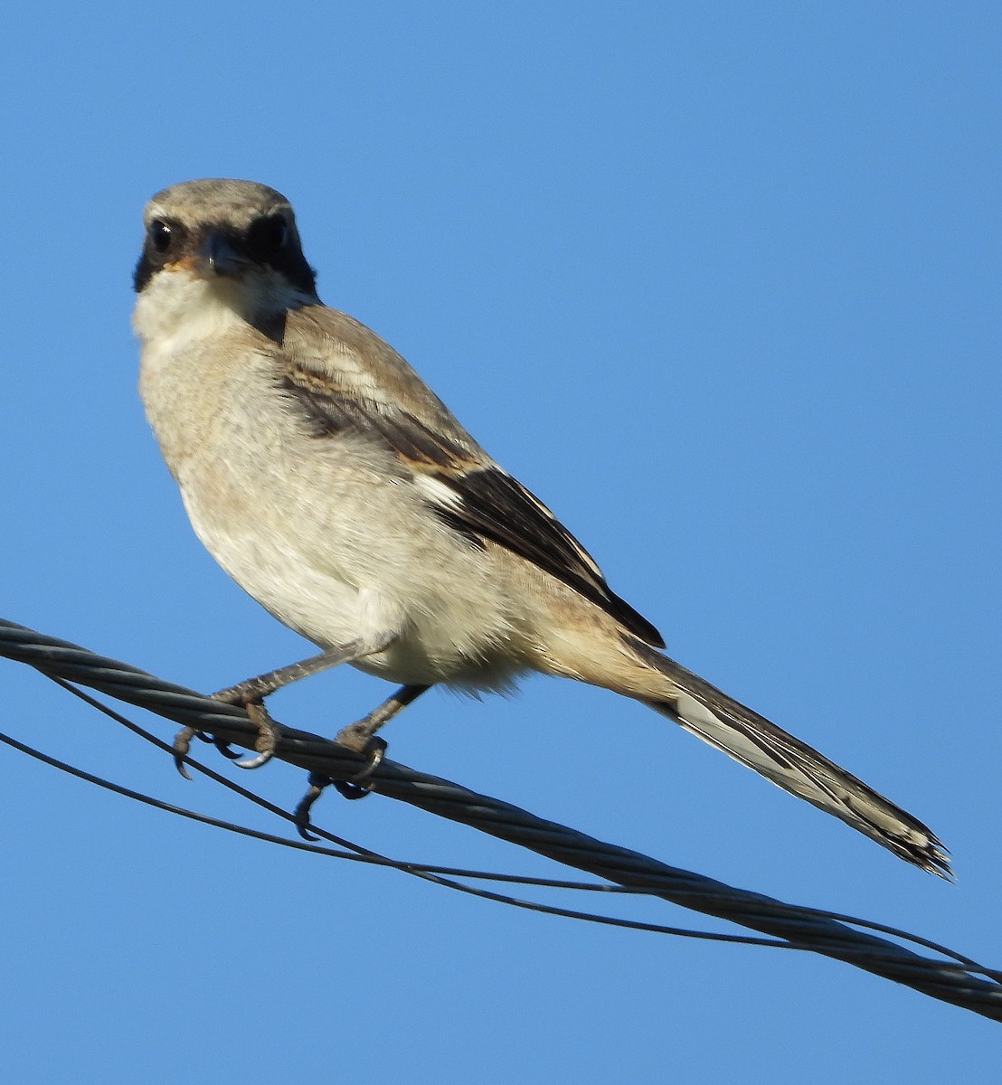 Loggerhead Shrike - ML620431383