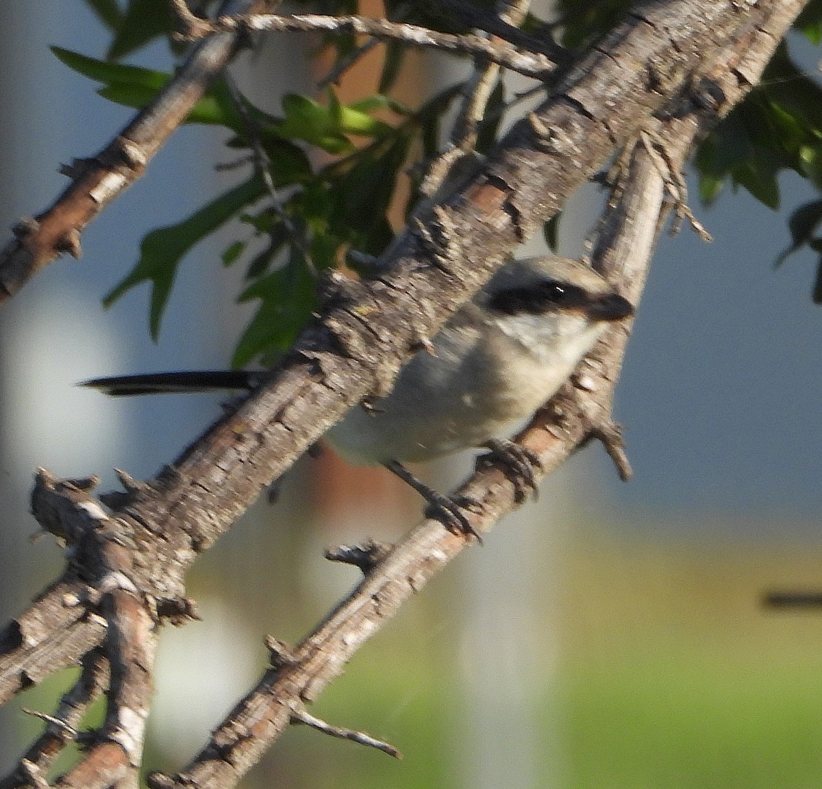 Pie-grièche migratrice - ML620431386