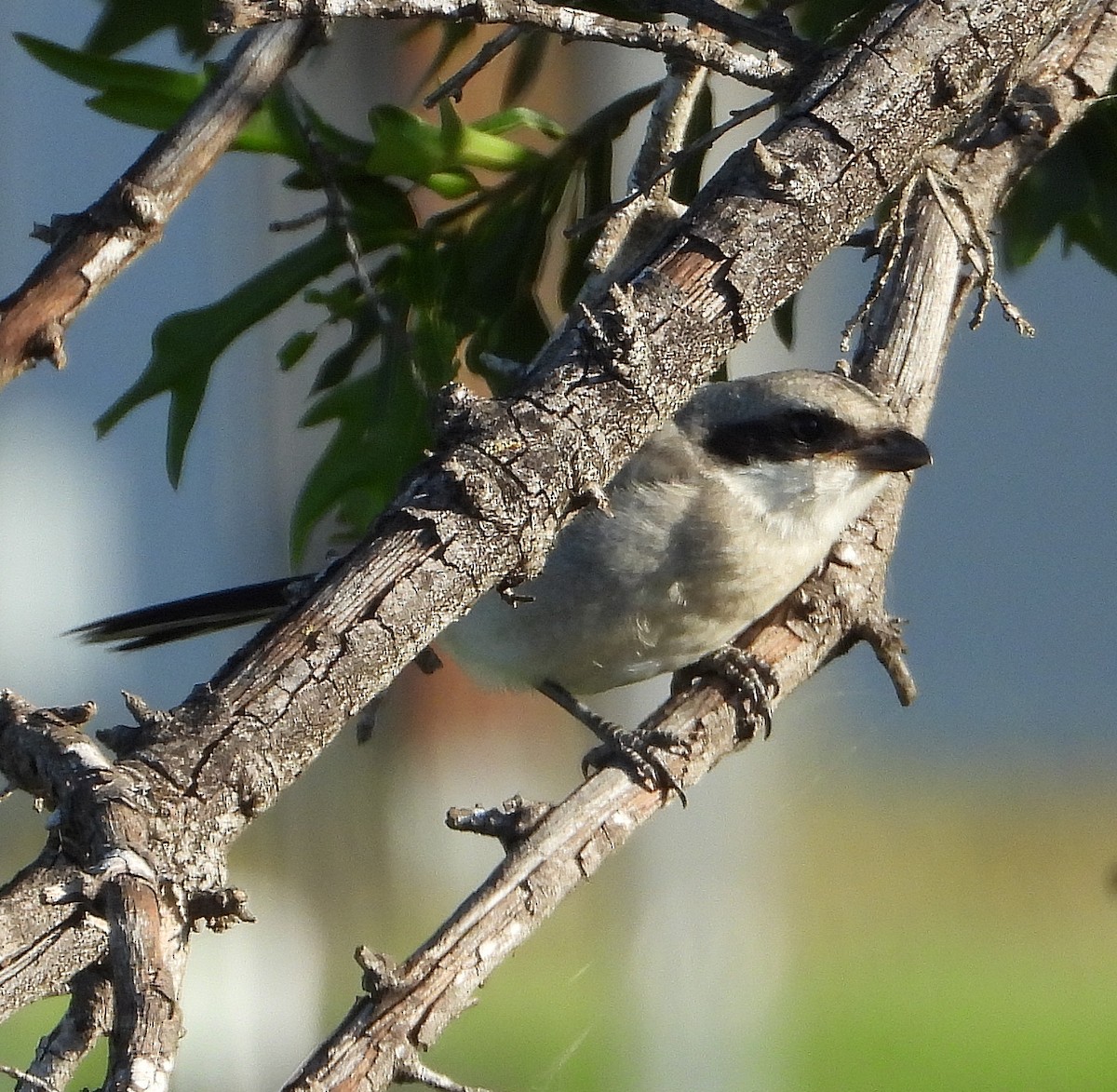 Loggerhead Shrike - Jay Huner