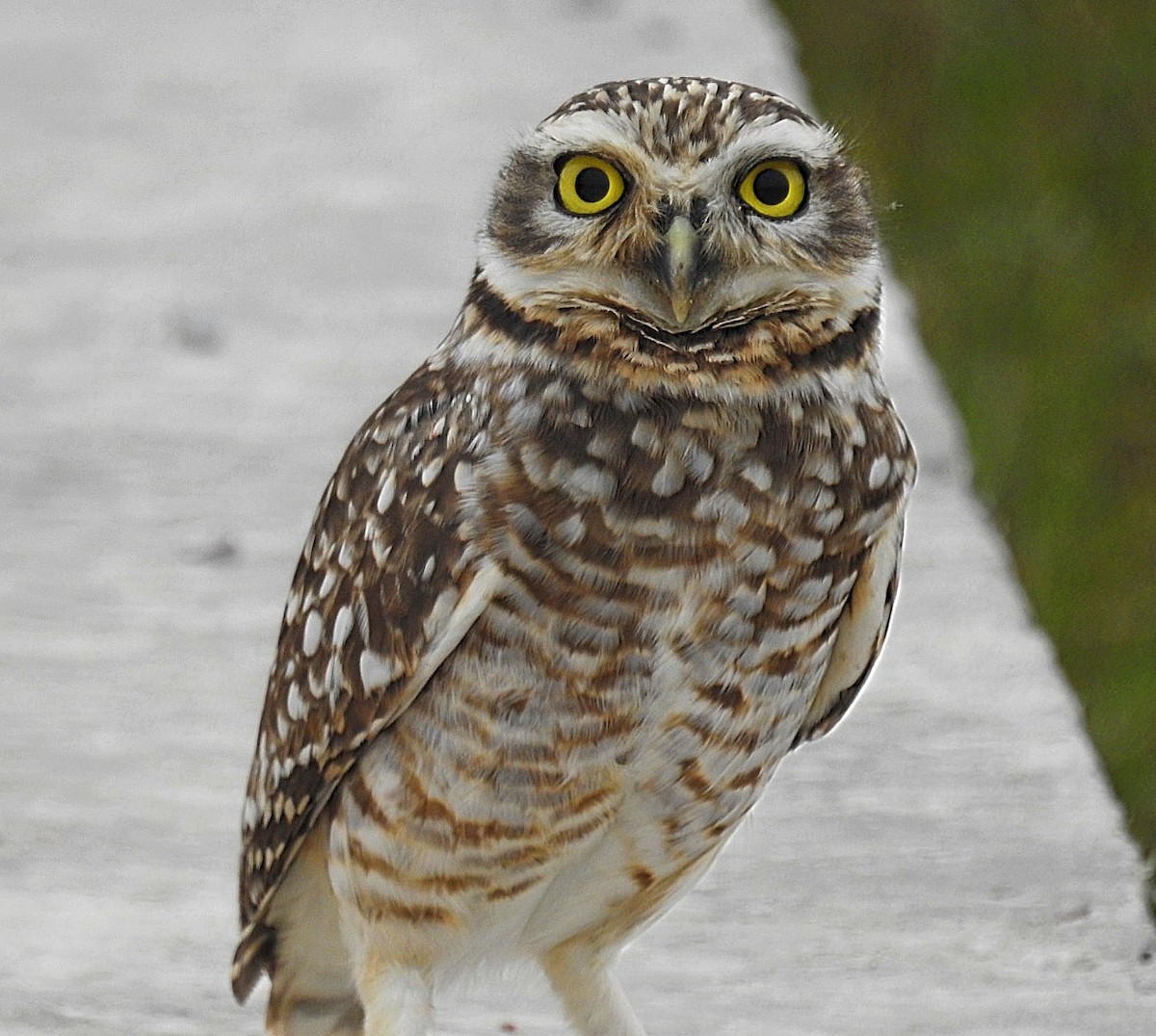 Burrowing Owl - ML620431390