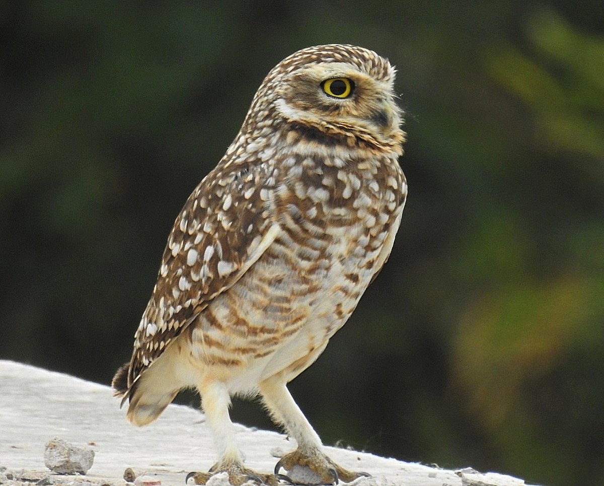 Burrowing Owl - ML620431391