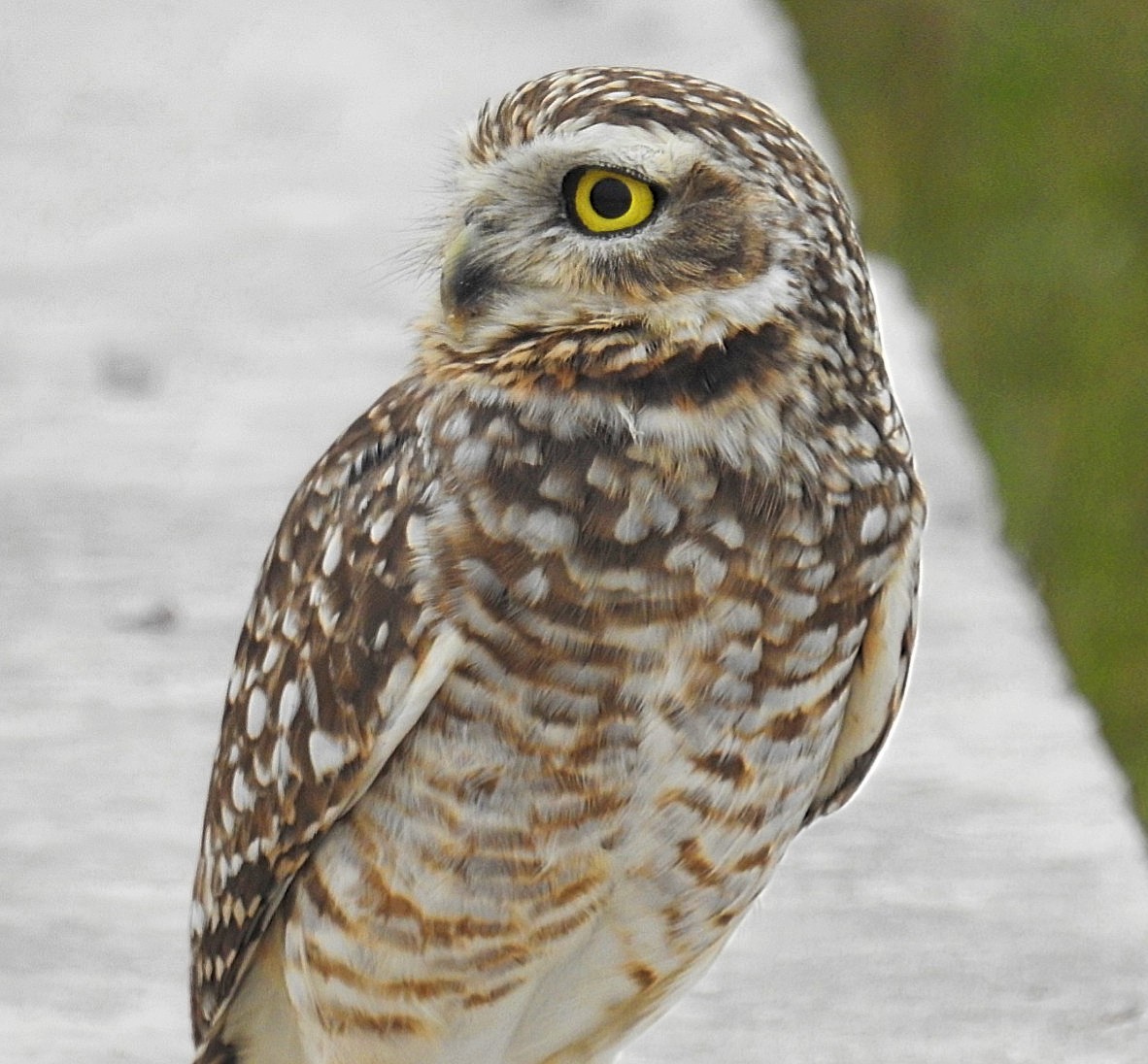 Burrowing Owl - ML620431392