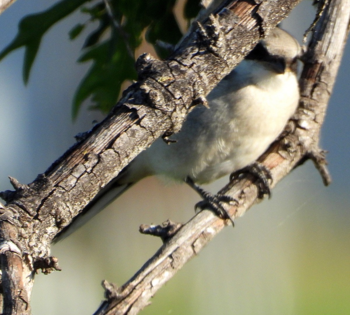 Pie-grièche migratrice - ML620431393