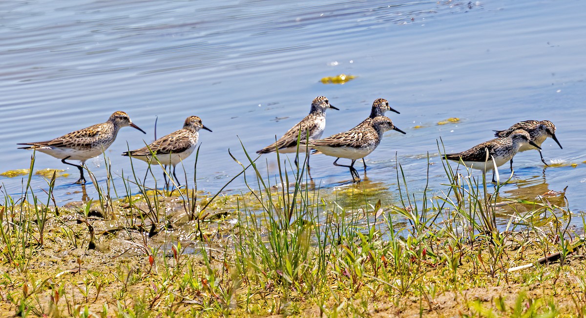 Semipalmated Sandpiper - ML620431394