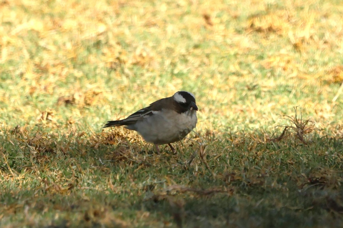 White-browed Sparrow-Weaver - ML620431395