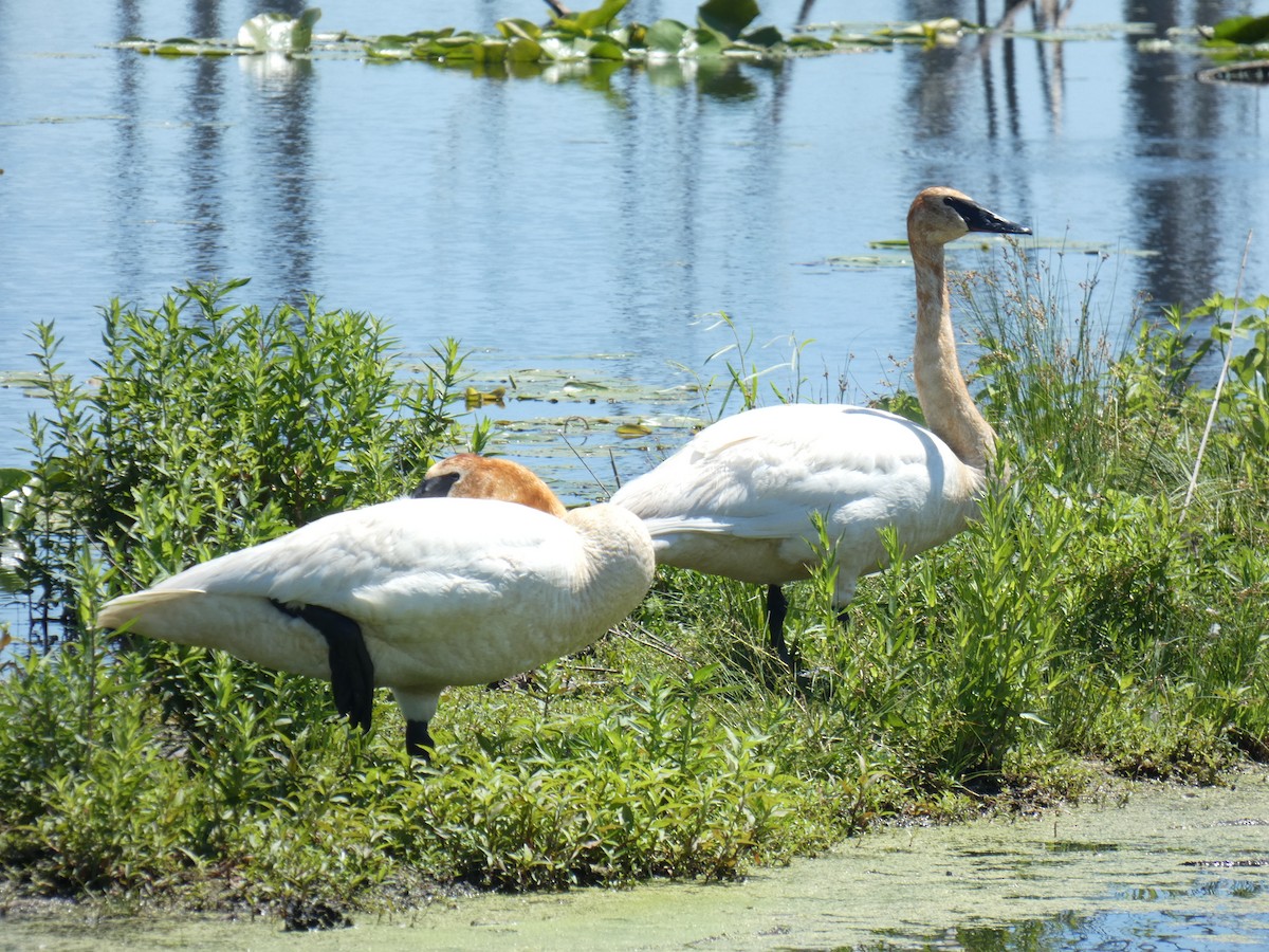 Trumpeter Swan - ML620431400