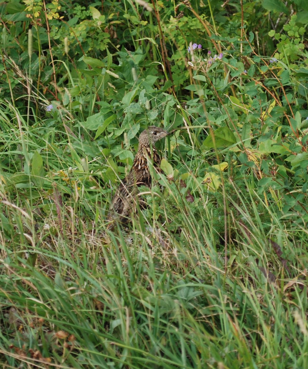 Ruffed Grouse - ML620431403