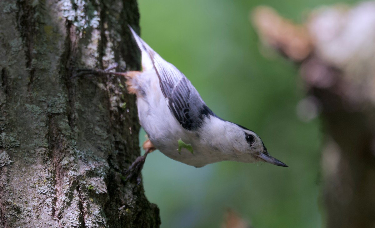 Sittelle à poitrine blanche (carolinensis) - ML620431406