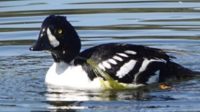 Barrow's Goldeneye - ML620431408