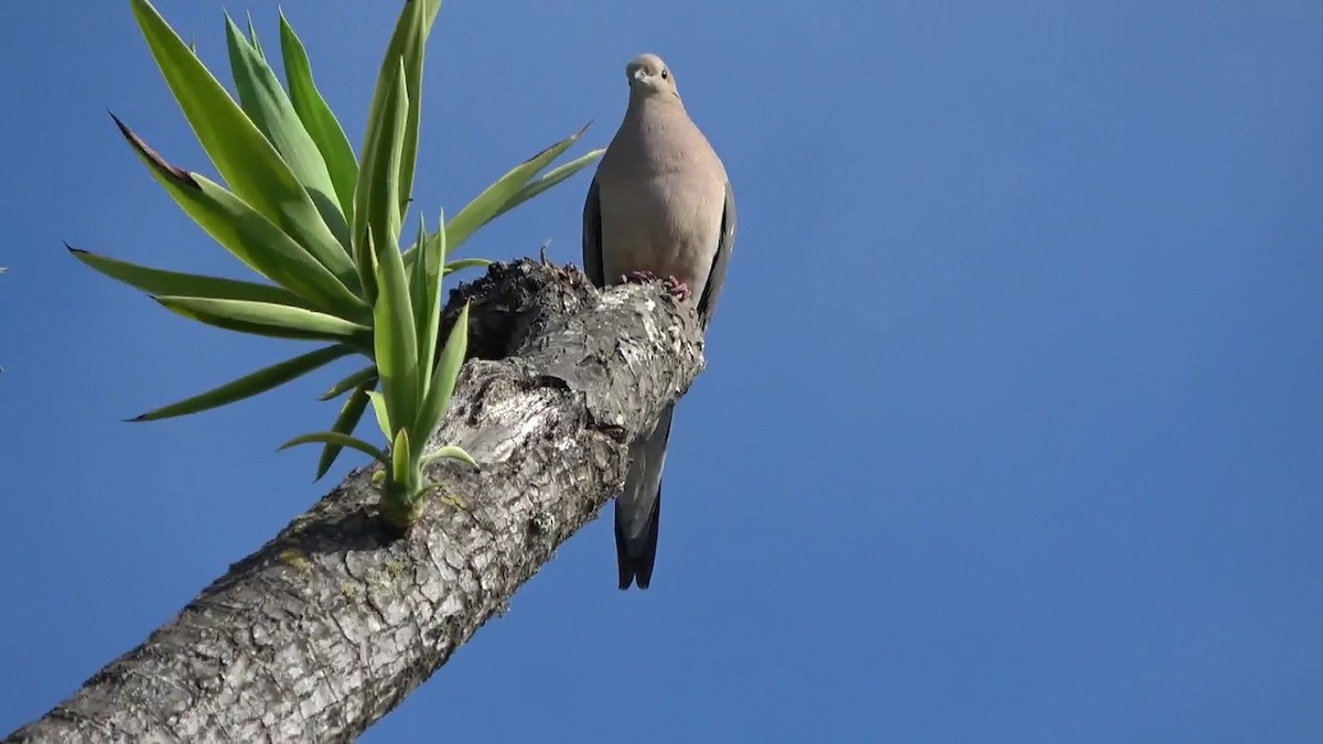 Mourning Dove - ML620431409