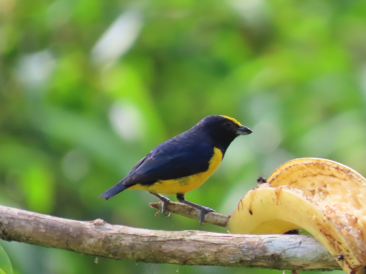 Spot-crowned Euphonia - ML620431411